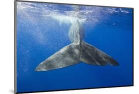 Sperm Whale Tail-Reinhard Dirscherl-Mounted Photographic Print