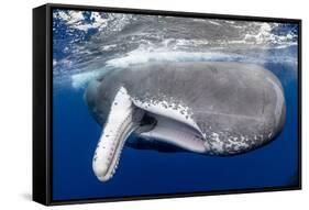 Sperm whale  with fully open mouth, Dominica, Caribbean Sea-Franco Banfi-Framed Stretched Canvas