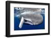 Sperm whale  with fully open mouth, Dominica, Caribbean Sea-Franco Banfi-Framed Photographic Print