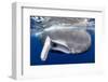 Sperm whale  with fully open mouth, Dominica, Caribbean Sea-Franco Banfi-Framed Photographic Print