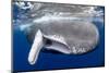 Sperm whale  with fully open mouth, Dominica, Caribbean Sea-Franco Banfi-Mounted Photographic Print