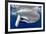 Sperm whale  with fully open mouth, Dominica, Caribbean Sea-Franco Banfi-Framed Photographic Print