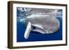 Sperm whale  with fully open mouth, Dominica, Caribbean Sea-Franco Banfi-Framed Photographic Print