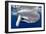 Sperm whale  with fully open mouth, Dominica, Caribbean Sea-Franco Banfi-Framed Photographic Print