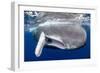 Sperm whale  with fully open mouth, Dominica, Caribbean Sea-Franco Banfi-Framed Photographic Print