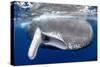 Sperm whale  with fully open mouth, Dominica, Caribbean Sea-Franco Banfi-Stretched Canvas