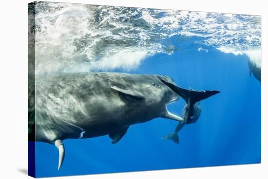 Sperm whale young male and female, Dominica-Franco Banfi-Stretched Canvas