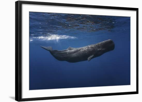 Sperm Whale-Barathieu Gabriel-Framed Giclee Print