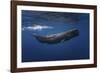 Sperm Whale-Barathieu Gabriel-Framed Giclee Print