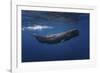 Sperm Whale-Barathieu Gabriel-Framed Giclee Print