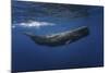 Sperm Whale-Barathieu Gabriel-Mounted Giclee Print