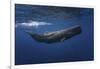 Sperm Whale-Barathieu Gabriel-Framed Giclee Print