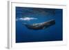 Sperm Whale-Barathieu Gabriel-Framed Photographic Print