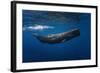 Sperm Whale-Barathieu Gabriel-Framed Photographic Print