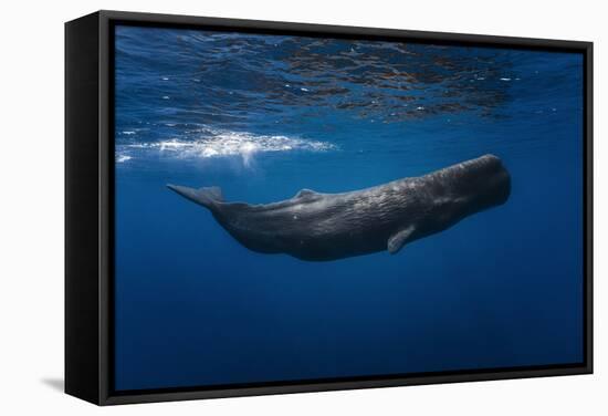 Sperm Whale-Barathieu Gabriel-Framed Stretched Canvas