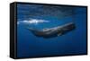 Sperm Whale-Barathieu Gabriel-Framed Stretched Canvas