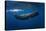 Sperm Whale-Barathieu Gabriel-Stretched Canvas