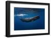 Sperm Whale-Barathieu Gabriel-Framed Photographic Print