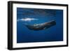 Sperm Whale-Barathieu Gabriel-Framed Photographic Print