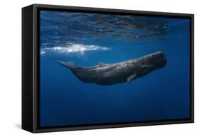 Sperm Whale-Barathieu Gabriel-Framed Stretched Canvas