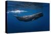 Sperm Whale-Barathieu Gabriel-Stretched Canvas