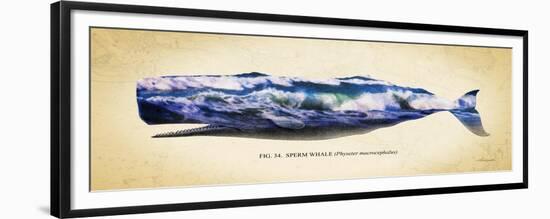 Sperm Whale-Alan Hausenflock-Framed Premium Giclee Print