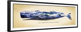 Sperm Whale-Alan Hausenflock-Framed Premium Giclee Print