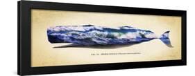 Sperm Whale-Alan Hausenflock-Framed Art Print