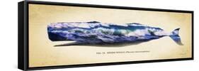 Sperm Whale-Alan Hausenflock-Framed Stretched Canvas