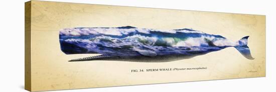 Sperm Whale-Alan Hausenflock-Stretched Canvas