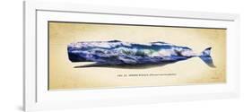 Sperm Whale-Alan Hausenflock-Framed Art Print