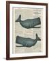 Sperm Whale-Tina Carlson-Framed Art Print