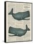 Sperm Whale-Tina Carlson-Framed Stretched Canvas