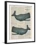 Sperm Whale-Tina Carlson-Framed Art Print