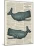 Sperm Whale-Tina Carlson-Mounted Art Print