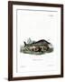 Sperm Whale-null-Framed Giclee Print