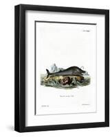 Sperm Whale-null-Framed Premium Giclee Print