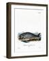 Sperm Whale-null-Framed Giclee Print