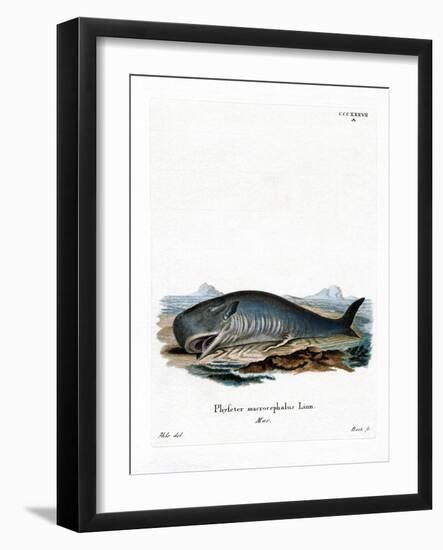 Sperm Whale-null-Framed Giclee Print