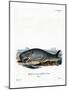 Sperm Whale-null-Mounted Giclee Print