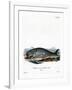 Sperm Whale-null-Framed Giclee Print