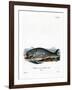 Sperm Whale-null-Framed Giclee Print