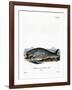 Sperm Whale-null-Framed Giclee Print