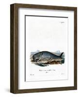 Sperm Whale-null-Framed Giclee Print