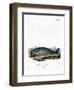 Sperm Whale-null-Framed Giclee Print