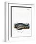 Sperm Whale-null-Framed Giclee Print