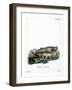 Sperm Whale-null-Framed Giclee Print