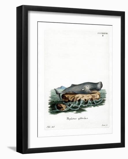 Sperm Whale-null-Framed Giclee Print