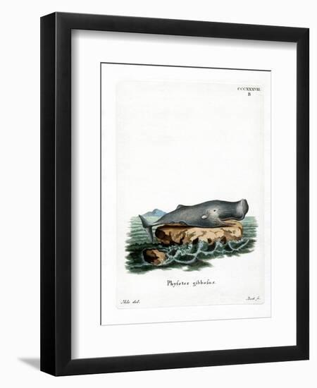 Sperm Whale-null-Framed Premium Giclee Print