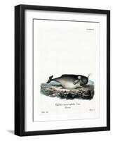 Sperm Whale-null-Framed Giclee Print